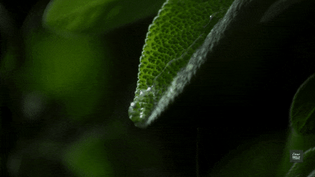 Vimeo video